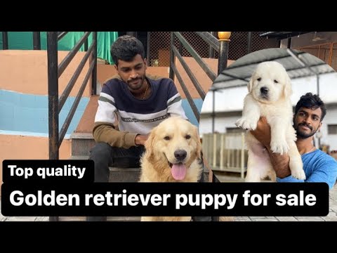 Golden retriever puppy for sale | Dhanush | Golden Retriever | kennel video | Dog Farming