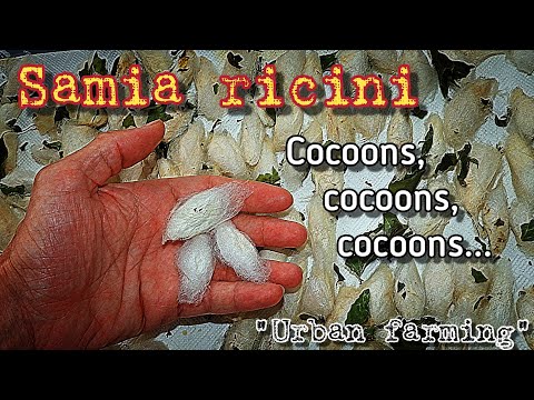 Harvesting my Tree of Heaven Silkmoths... | Samia ricini | Urban farming