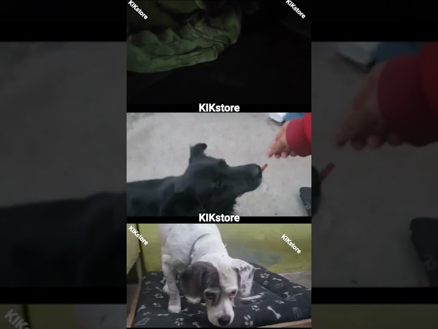 Vídeo relacionado con SnackOMio - Snack Premium para Perros - jugosas Tiras de Filete de pechuga de Pato, sin Cereales, 1 Pack (1 x 500g)