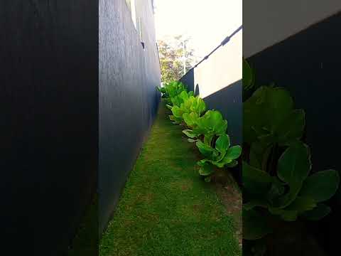 Belo Jardim da casa influência digital 👏🙏🙏 #influencer digital