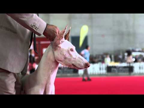 Esposizione cinofila a Torino - Video