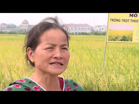 Bài phóng sự về quy trình sản xuất Gạo Toản Xuân.