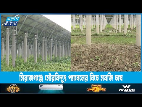 সিরাজগঞ্জে সৌরবিদ্যুৎ প্যানেলের নিচে সবজি চাষ | ETV News