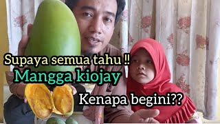 Download lagu WAJIB TAHU !! BANYAK YANG KECEWA SETELAH TAHU BUAH MANGGA KIOJAY || mangga kiojay mp3