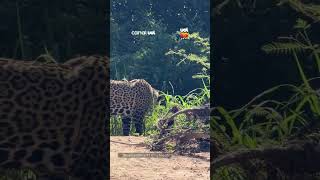 Vegana? Onça é flagrada variando o cardápio no Pantanal