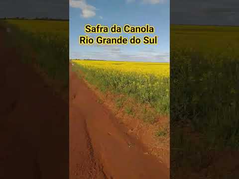 Canola (colza). Lavoura de Canola no Rio Grande do Sul.