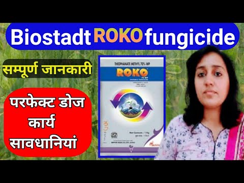 Roko Fungicide uses | Thiophanate methyl 70% wp | Roko fungicide drenching | systemic fungicide/Roko