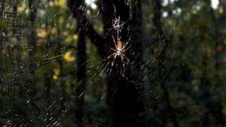 Catfish John, Old and In The Way