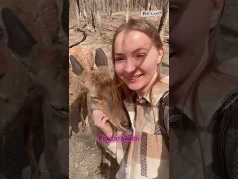 Олениха сообщила ей хорошие новости 😮