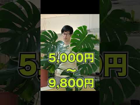 炎の木、華やか 植物