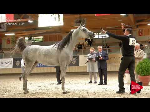 N.66 UL ALONSO - Deauville 2017 - Colts 2 years old (Class 7)