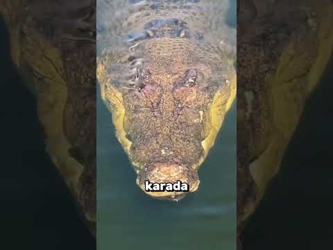 Hayvanlar Açı Değişince Bambaşka Görünüyor 😱