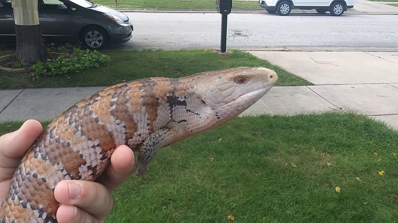 Irian Jaya Blue Tongue Skink enjoying october