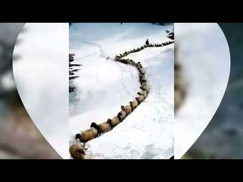 animals poto collection did you seen this before wedalage97@gmail.com