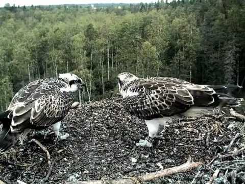 The male osprey brings still food to the nest, August 2012