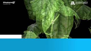 Harnessing cutting-edge 3D vision for automated cucumber plant phenotyping