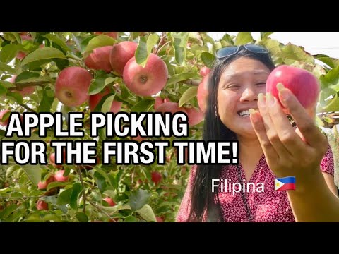 APPLE FARM PICKING AND HARVESTING SEASON WISCONSIN 🇺🇸 #filipinamarriedtoforeigner 🇵🇭🇺🇸