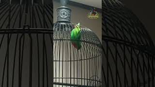 Download lagu Srindit isian cililin super jernih #shorts #shortvideo mp3