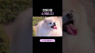 엔젤이를 소개합니다