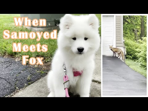 When Samoyed puppy meets a Fox 야생 여우를 만난 사모예드 강아지