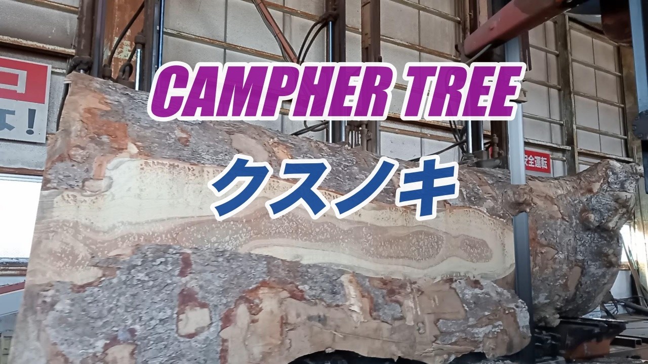 長めのクスノキ製材・LONG CAMPHER TREE