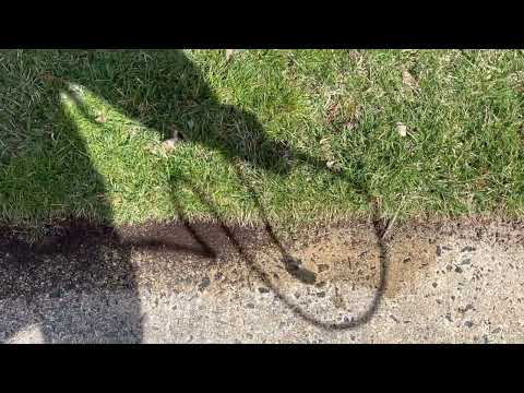 Army of Pavement Ants Found Near the Driveway in Holmdel, NJ