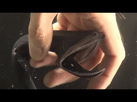 Gulper or Pelican eel - what you wanted to know (but were too afraid to ask)