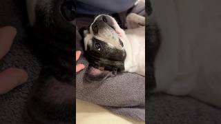 フレブル語でお喋り中🐶珍しくよく喋る可愛い姿をお楽しみください♪