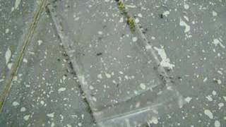 preview picture of video 'Ants carrying a cheese wrapper'