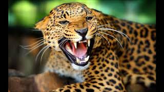 Niagara Je suis de retour