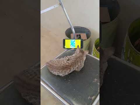 mobile ch khubea hoea 😹😄