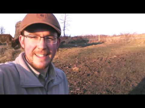 Boer-Nubian-Cross Buck Goat FOR SALE