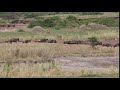 Serengeti Wildebeest Running