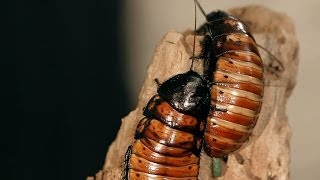 8 Madagascar Hissing Cockroach Facts | Pet Tarantulas
