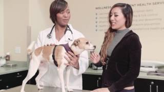 VIP Petcare - Wellness Center