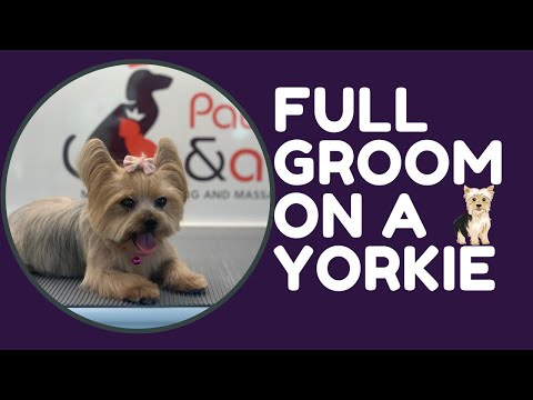 FULL GROOM ON THE CUTEST YORKIE