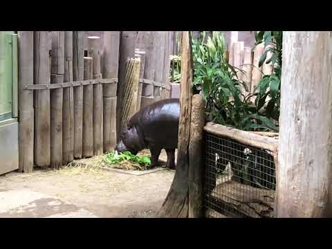 Hippo eats Salad