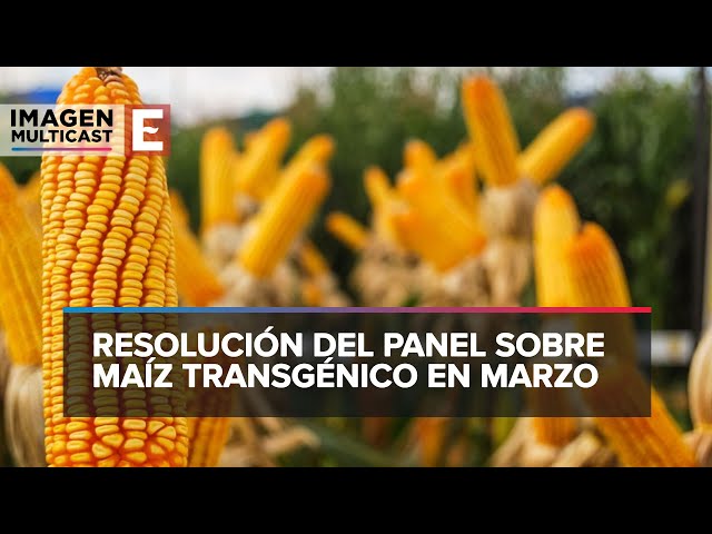 ¿Qué es la nixtamalización y cómo se hace? El proceso clave en la ...