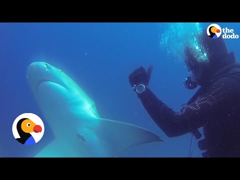 Shark Thanks Diver For Removing Nasty Hook | The Dodo