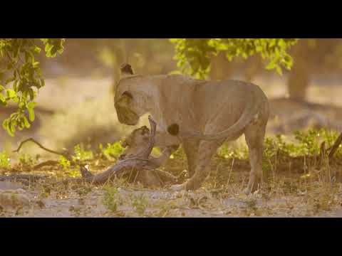 Botswana 4K - Extended Version