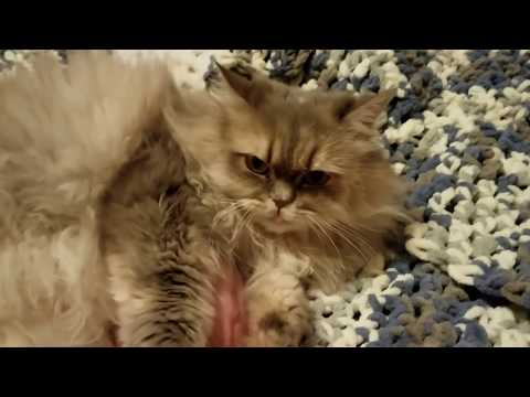 SWEET DREAMS 💖 Love everyone at The Sharyn Zoo 💖