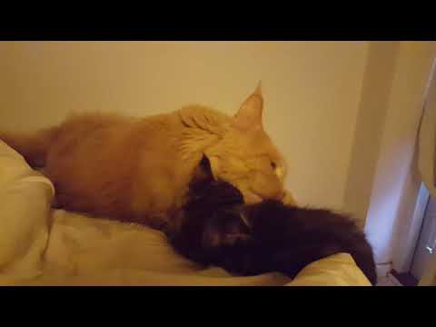 Morgenbad af onkel Theodor