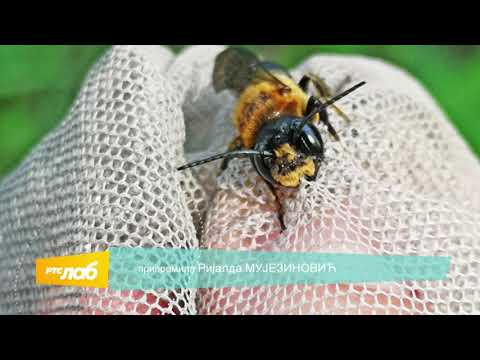SKRIVENI SVET PČELA_epizoda 05 - AZIJSKA PČELA