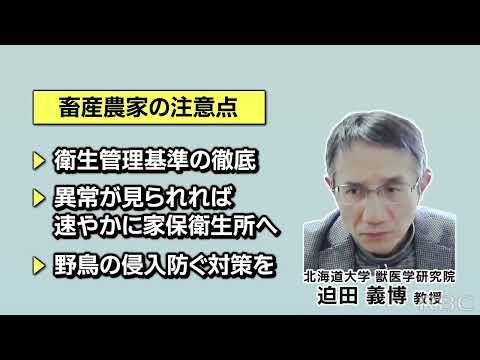 鳥のガンボロ病 - 症状と治療
