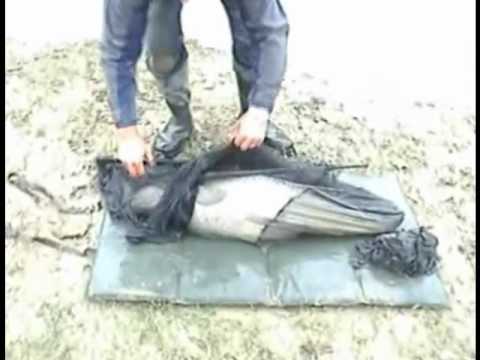 Carp fishing on the Ebro