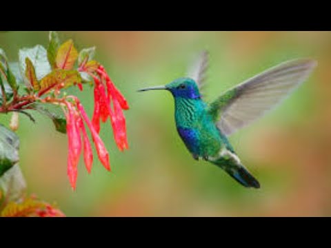 Flutter Web Hummingbird First impressions