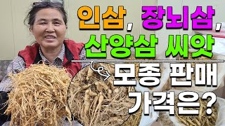 1,2년근 장뇌삼 산양삼 산삼 새싹삼용 모종,씨앗 가격과 어디서 살까요?