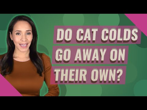 Do cat colds go away on their own?