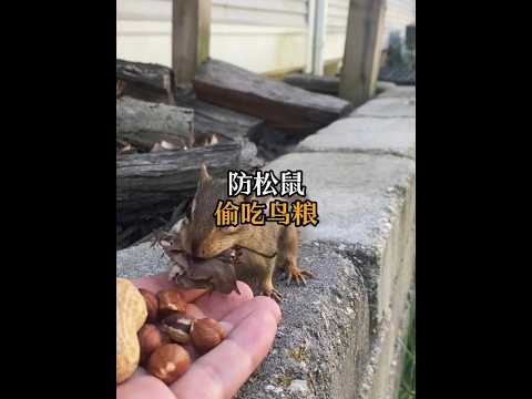 原來，根本防不住松鼠偷吃鳥糧。 #動物科普 #松鼠