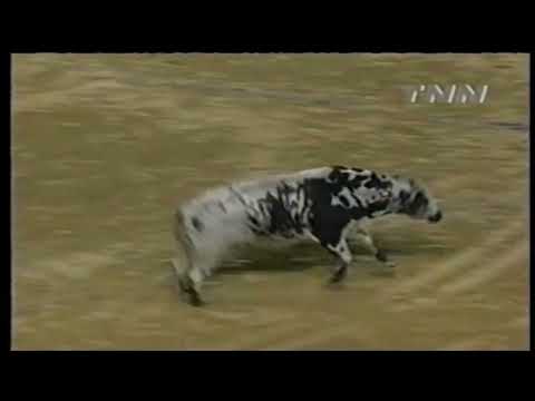 Double Trouble bucks Owen Washburn - 00 PBR Columbus, GA